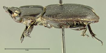Media type: image;   Entomology 29591 Aspect: habitus lateral view